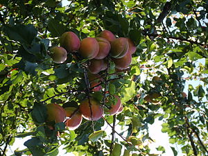 English: peaches, nectarine Magyar: barackok