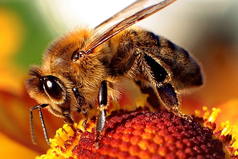 bee,honey bee,honey	,Animalia ,Arthropoda,nectar,Apinae