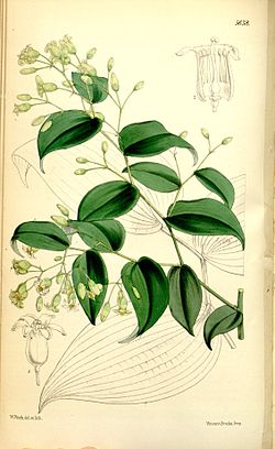 Behnia reticulata (ilustração de Curtis's Botanical Magazine, 1867).[1]