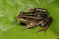 Albanian water frog