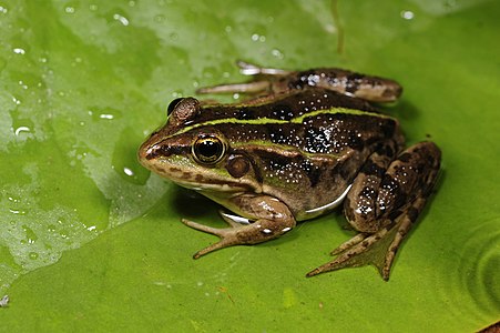 Albanian water frog, by Benny Trapp