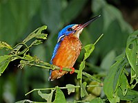 Menintingysveugel (Alcedo meninting)