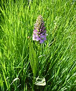 Breitblättriges Knabenkraut (Dactylorhiza majalis)