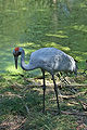 Brolga