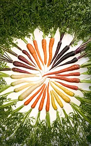 Carrots selectively bred to produce different colors
