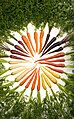 Minggu 37 Berbagai jenis warna wortel yang ada di seluruh dunia.