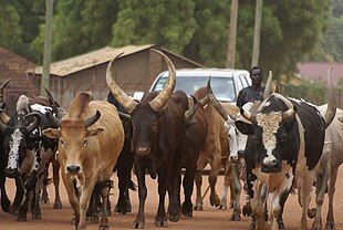 photographie d'un troupeau de bovidés qui traverse les rues de Djouba.