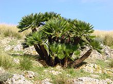 Chamaerops humilis (Зингаро) 015.jpg