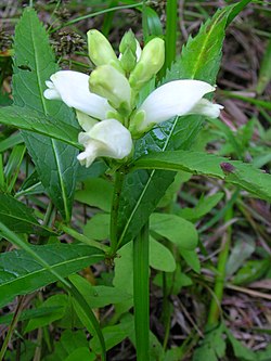 Valkokonnanyrtti (Chelome glabra)