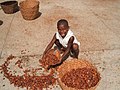 Séchage des fêves de cacao, Venezuela. Les fêves sont destinées à l'industrie du chocolat.