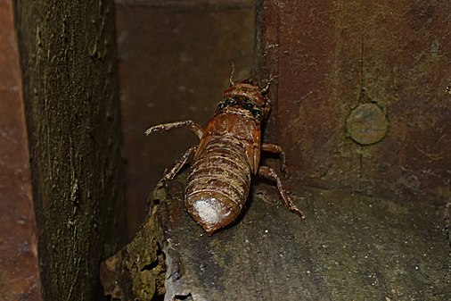 Cicada nymph with fungus on abdomen