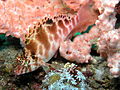 Cirrhitichthys aprinus, 인도네시아 렘베해협