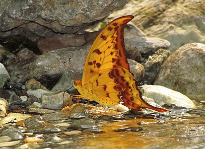 Ventral view