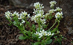 Cochlearia tatrae[англ.]