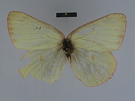 Colias gigantea