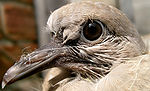 Eurasian Collared Dove