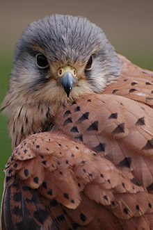 Common Kestrel.jpg