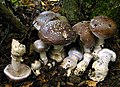 Cortinarius praestans