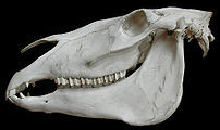 Horse skull.Museum d'histoire naturelle.Paris.