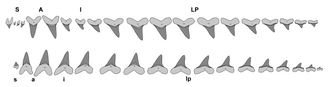 Illustration des dents à l'intérieur d'une mâchoire de Cretoxyrhina mantelli.