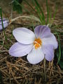 Crocus laevigatus 'Fontenayi' close-up