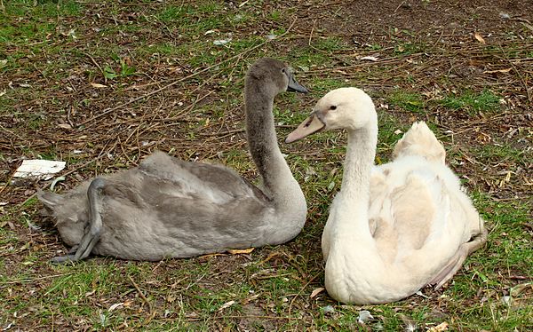 El pequeño cisne marrón ha crecido y ya es tan grande como su papá.