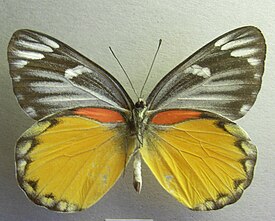 Delias descombesi