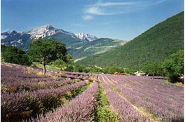 Fields of lavender at Chamaloc