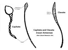 Distinction between clavate and capitate anatomy of insect antennae Distinction between clavate and capitate anatomy of insect antennae.jpg