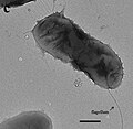 Miniatura para Edaphobacter flagellatus