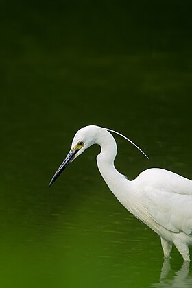 Garça-branca-pequena (Egretta garzetta) fotografada no jardim Keitakuen, Osaka, Japão. (definição 3 264 × 4 896)