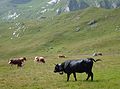 Vacche Eringer e Simmental al pascolo sulle Alpi svizzere occidentali.