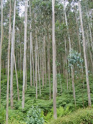 Bushfires pose a high risk to Eucalyptus plant...