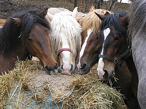 Group of differently coloured Finnhorse stalli...
