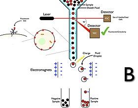 Cell Sorting Using Flow Cytometry and Droplet Technology Fluorescence Assisted Cell Sorting (FACS) B.jpg