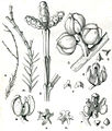 Forest Flora NSW Plate 48 Callitris muelleri.jpg