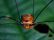 Gagrellinae, opilião laranja