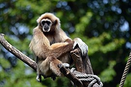 Gibbon aux mains blanches.