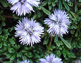 Globularia repens