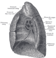 [en→ro]Mediastinal surface of right lung.