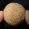 A small sea ball