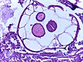 Pisipilt versioonist seisuga 7. aprill 2015, kell 17:21