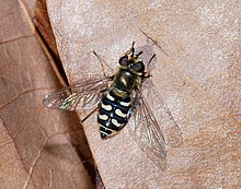 Hoverfly December 2007-6.jpg