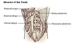 Illu trunk muscles.jpg