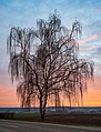 11. Magányos nyírfa (Betula pendula) egy dombon, Ilsfeld közelében. A kép januárban, naplementekor készült (Németország) (javítás)/(csere)