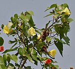 Umbrella or Portia Tree --  Thespesia populnea -- पार्श्वपिप्पल (Pārśvapippala) in Sanskrit; पारोसा पिंपळ, आष्ट, पिंपरणी, पारस भेंडी in Marathi; பூவரசு in Tamil; గంగరావి in Telugu.