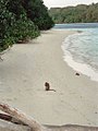 Strand op Peucang