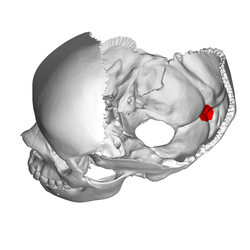 Internal occipital protuberance3.png