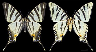 Iphiclides podalirius