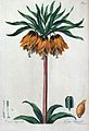 "Corona imperialis, Crown Imperial", in John Edwards, The British Herbal 1769